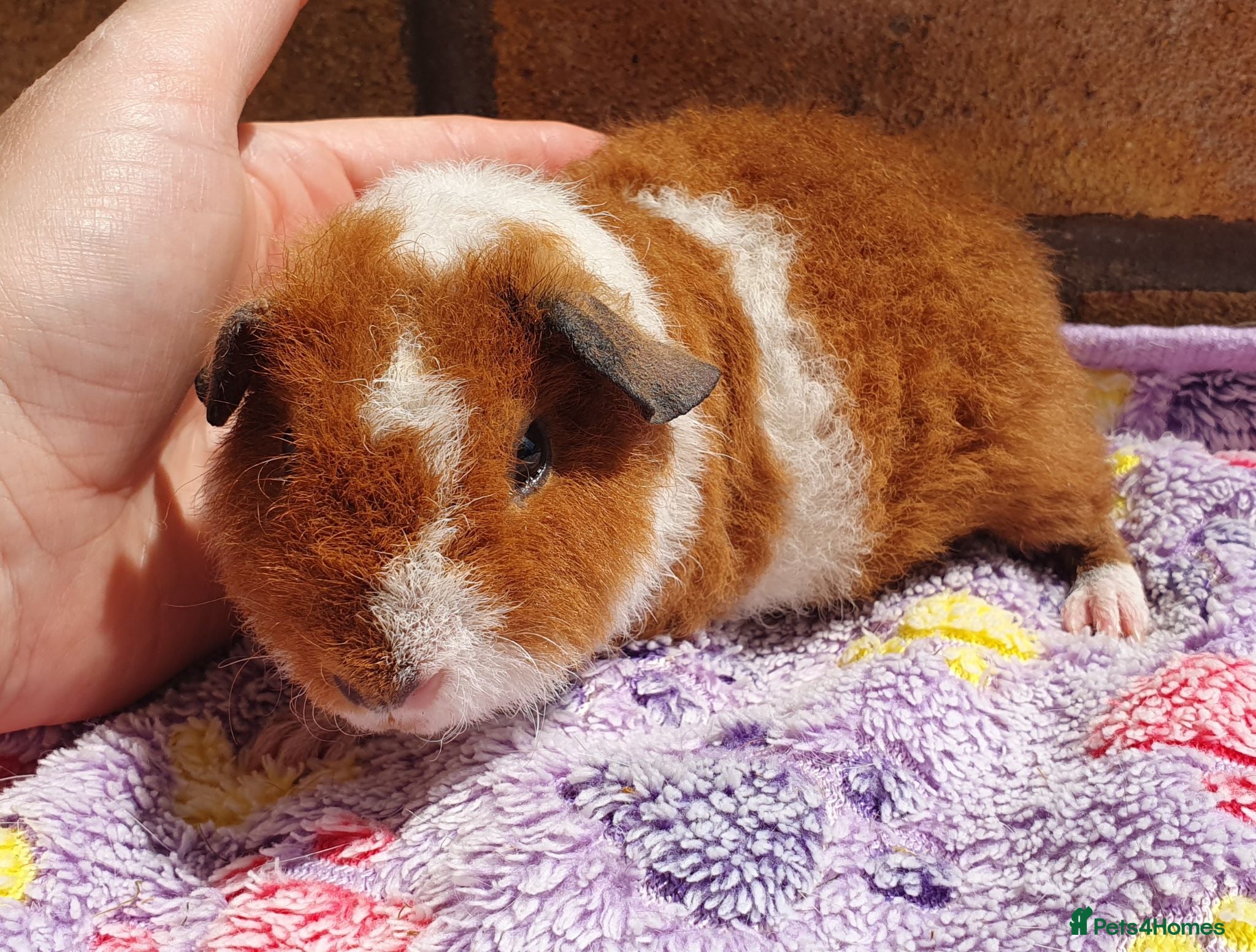 Guinea Pig rodents Beautiful guinea pigs - Advert 15