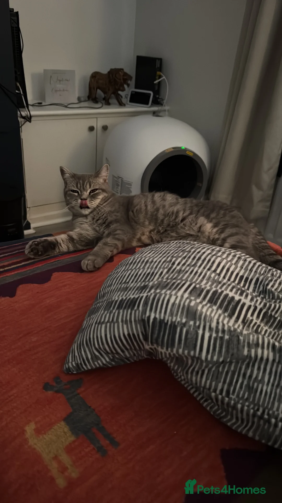 British Shorthair cats for sale: British Shorthair (1 Yrs) Gentle Female - Advert 6
