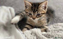 Mixed Breed cats for sale: Theee kittens for sale - Image 3