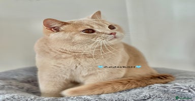 British Shorthair cats in Plymouth - Advert 14