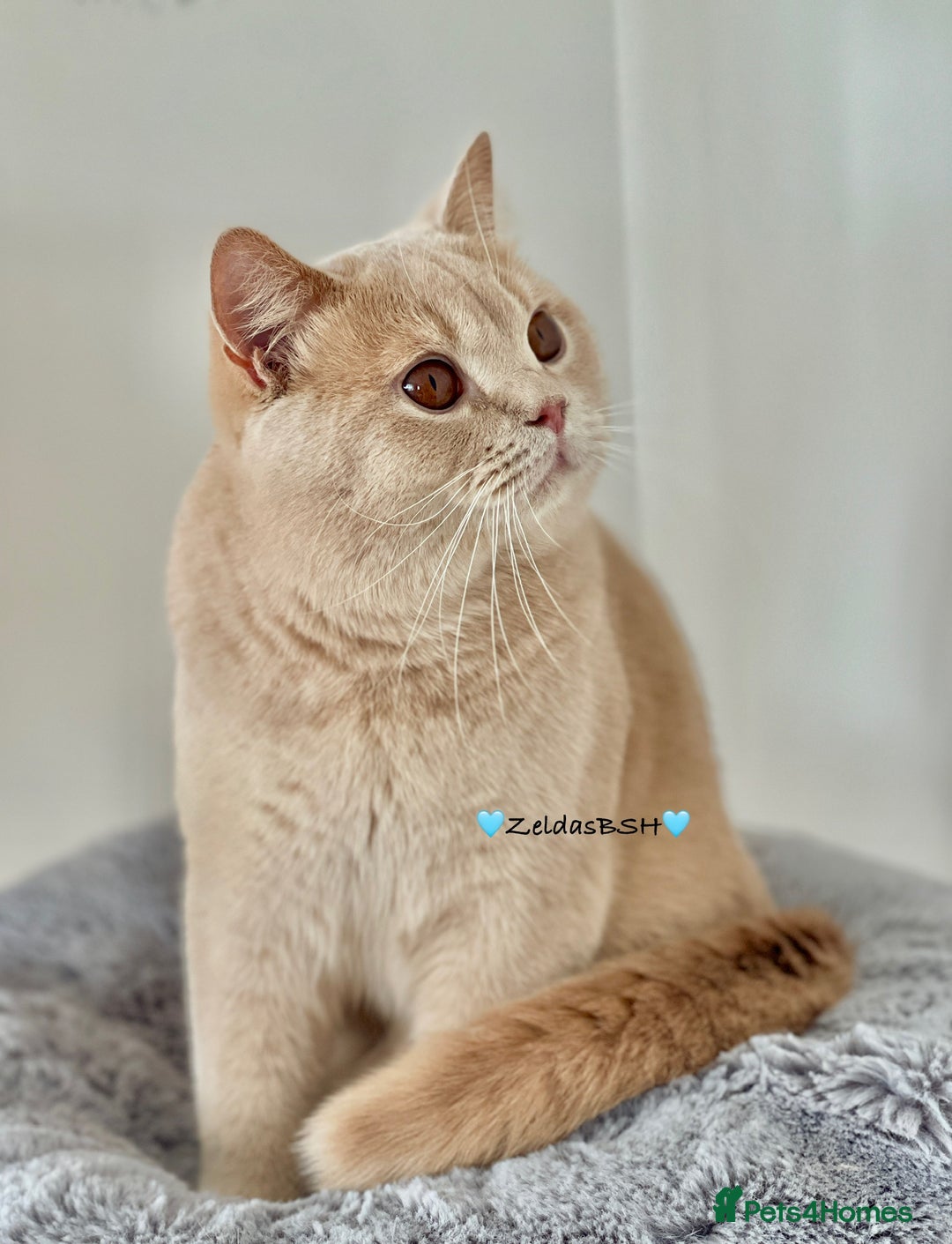 British Shorthair cats for sale: 💎 Outstanding BSH cream boy💎 in Plymouth - Image 3