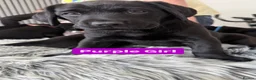 Labrador Retriever dogs for sale: KC Reg Black Labrador Puppies - Advert 6