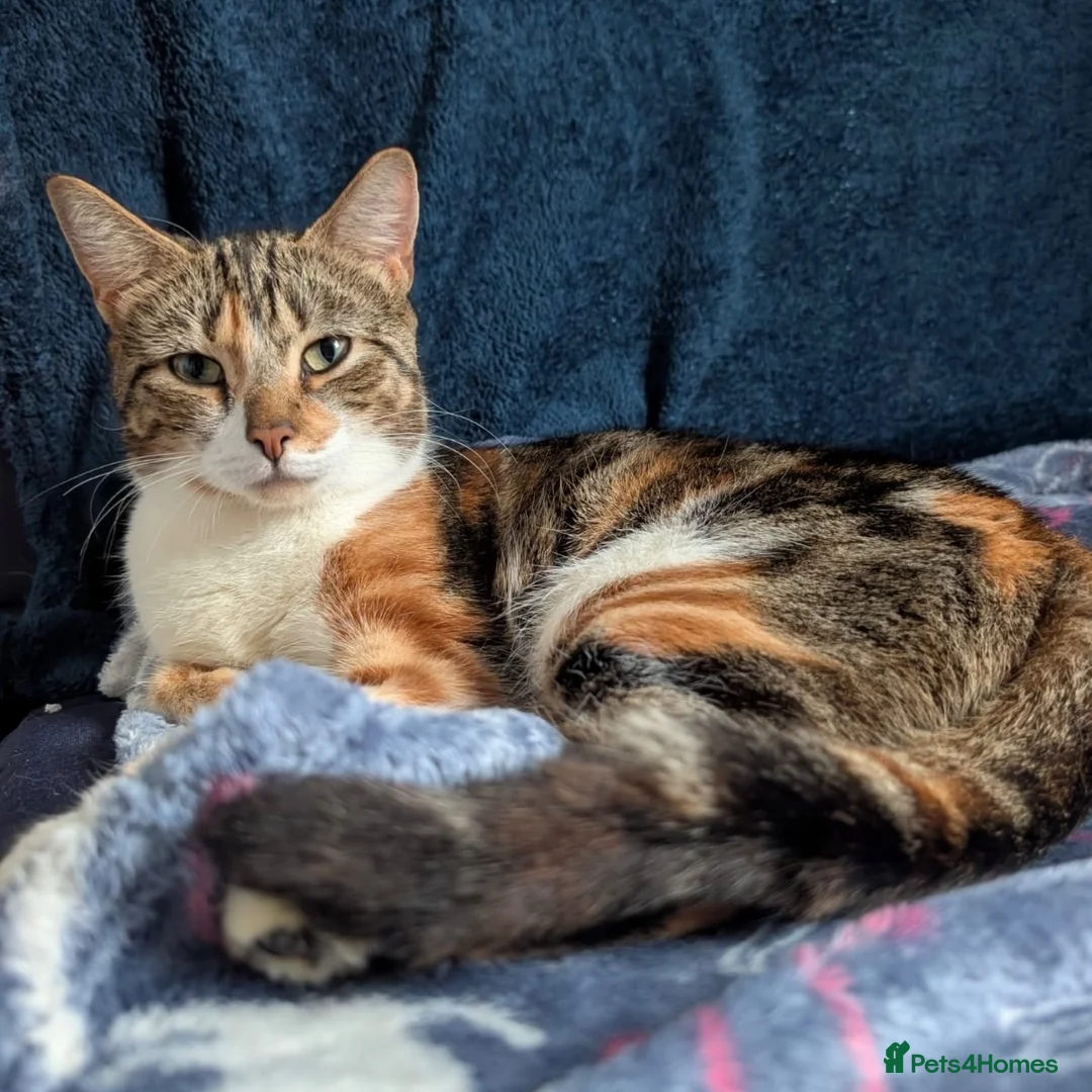 Domestic Shorthair cats for adoption: Penelope, pretty 18 month old girl  - Advert 2