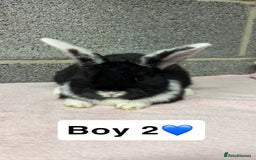 Mini Lop rabbits for sale: Mixed Mini Lops bunnies  - Advert 6