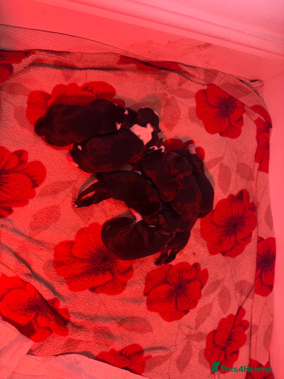 Mixed Breed dogs for sale: Collie x Kelpie puppies available! - Advert 2