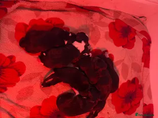 Mixed Breed dogs Collie x Kelpie puppies available! - Advert 8