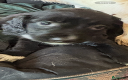 Cocker Spaniel dogs for sale: Working type cocker spaniel puppies  - Advert 10