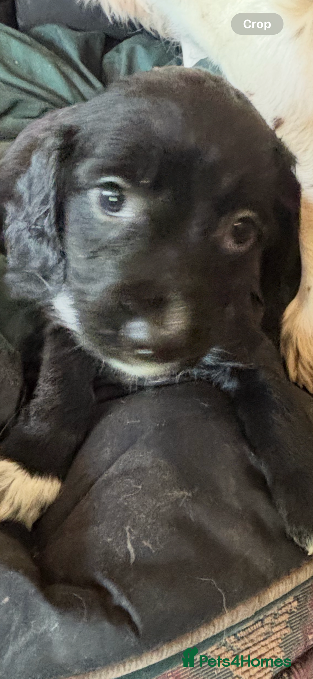 Cocker Spaniel dogs for sale: Working type cocker spaniel puppies  - Advert 10