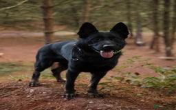 German Shepherd dogs for stud: EXCEPTIONAL BI COLOUR MALE  - Image 3