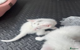 Khao Manee cats for sale: Adorable Kittens Ready for Loving Homes - Image 3