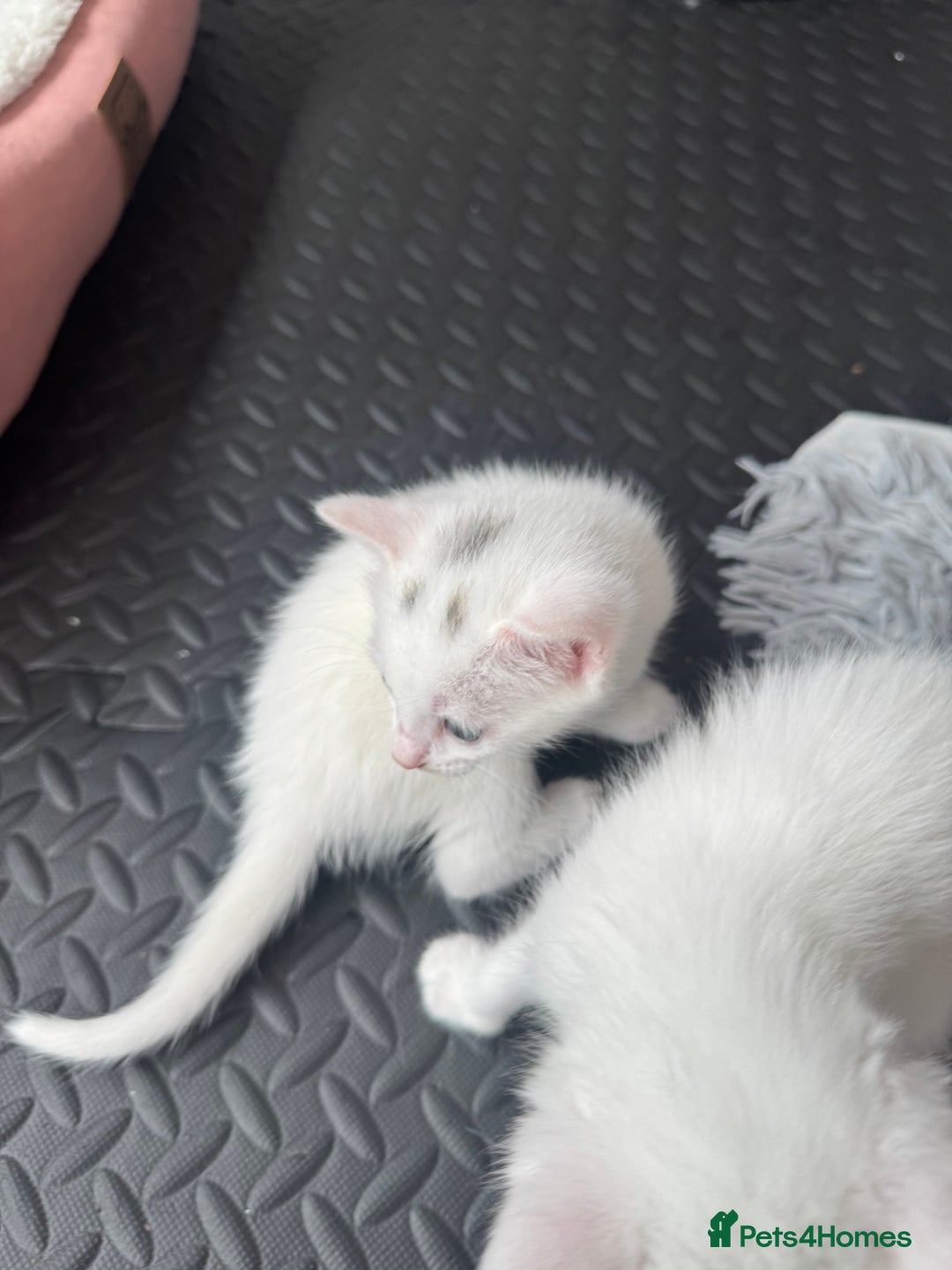 Khao Manee cats for sale: Adorable Kittens Ready for Loving Homes - Image 3