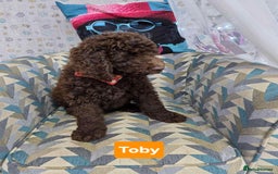 Newfypoo dogs for sale: 🐾 Beautiful Newfypoo x Standard Poodle Puppies 🐾 in Doncaster - Image 6