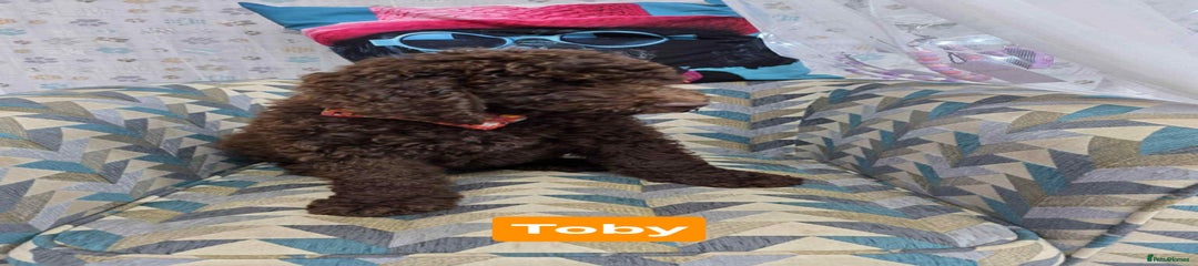 Toby