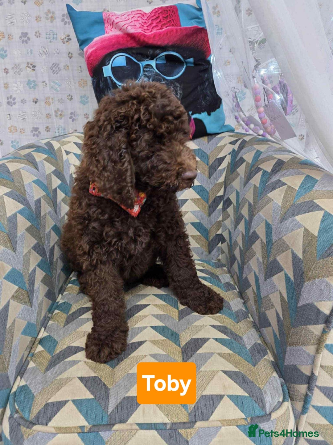 Newfypoo dogs for sale: 🐾 Beautiful Newfypoo x Standard Poodle Puppies 🐾 in Doncaster - Image 6