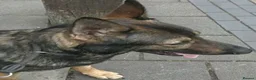 German Shepherd dogs for sale: Rehoming - Advert 3