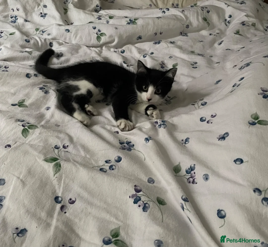 Mixed Breed cats for sale: Rehoming gorgeous boy  - Advert 2