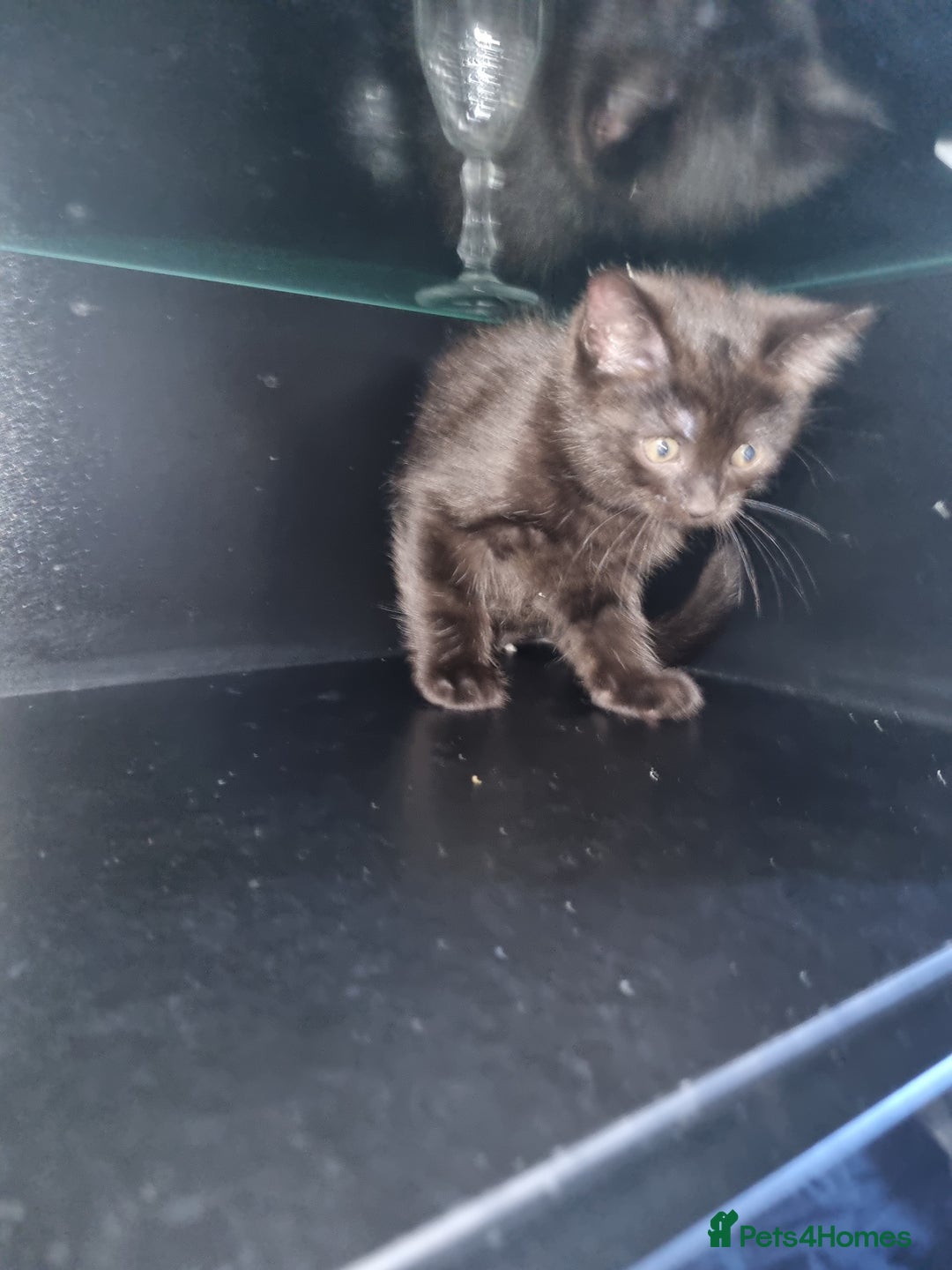 Ragdoll cats for sale: Ragdoll X Bengal - Image 3