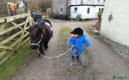 Shetland pony horses for sale: Lead rein pony and companion  - Image 6