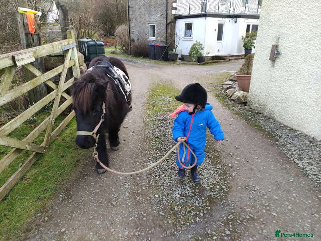 Shetland pony horses for sale: Lead rein pony and companion  - Image 6