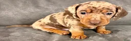 Miniature Dachshund dogs for sale: Miniature dachshunds  - Advert 17