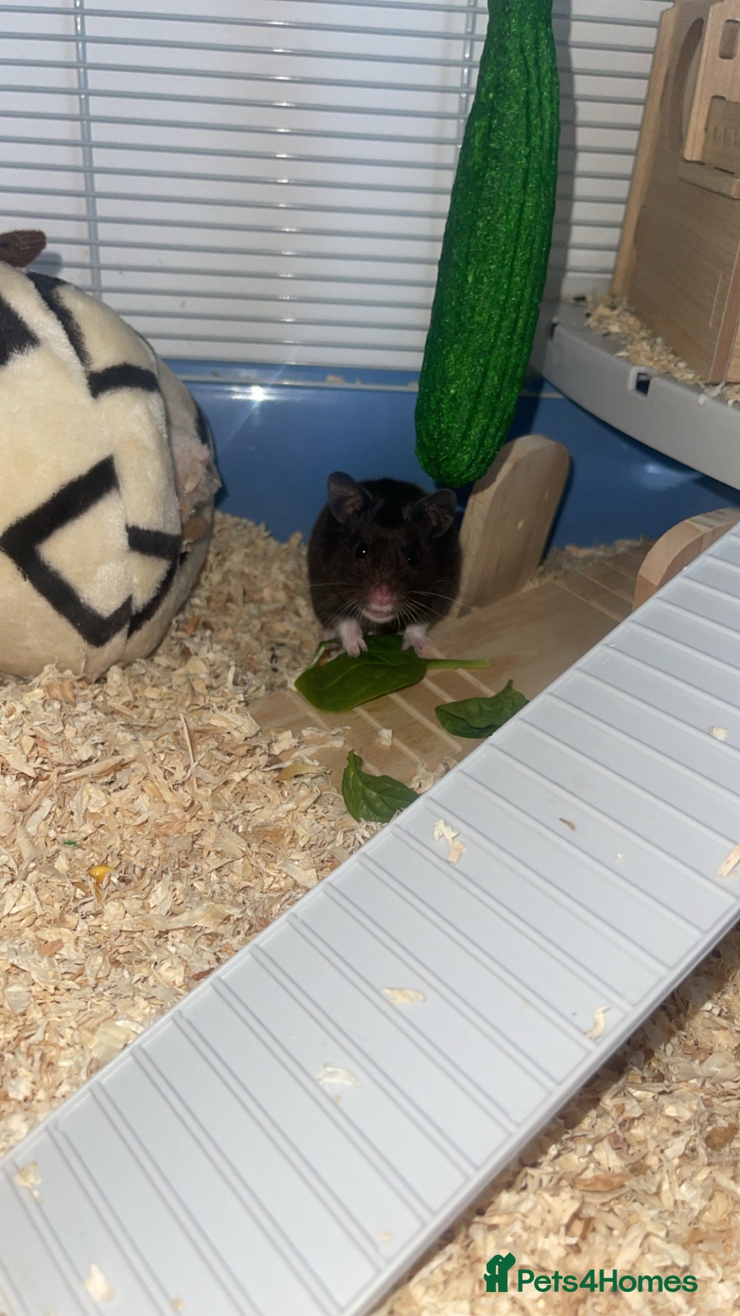 Hamster rodents for sale: Syrian hamster  - Image 7