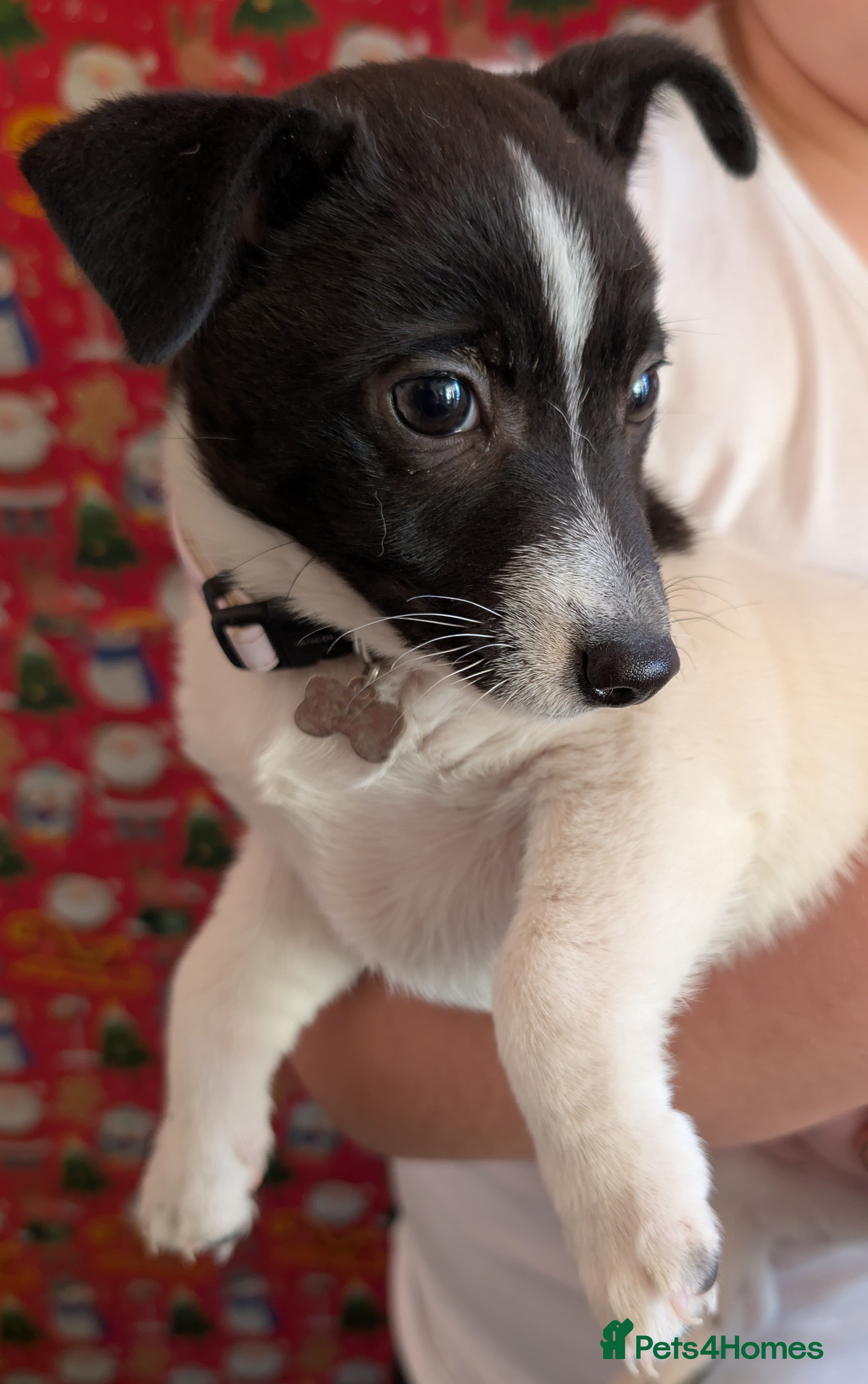 Mixed Breed dogs Jack Russel cross bitch 9 weeks old - Advert 2