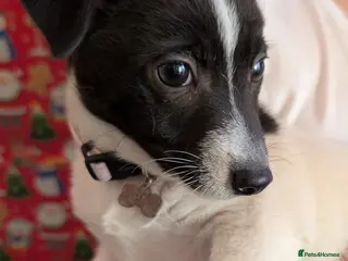 Mixed Breed dogs Jack Russel cross bitch 9 weeks old - Advert 18