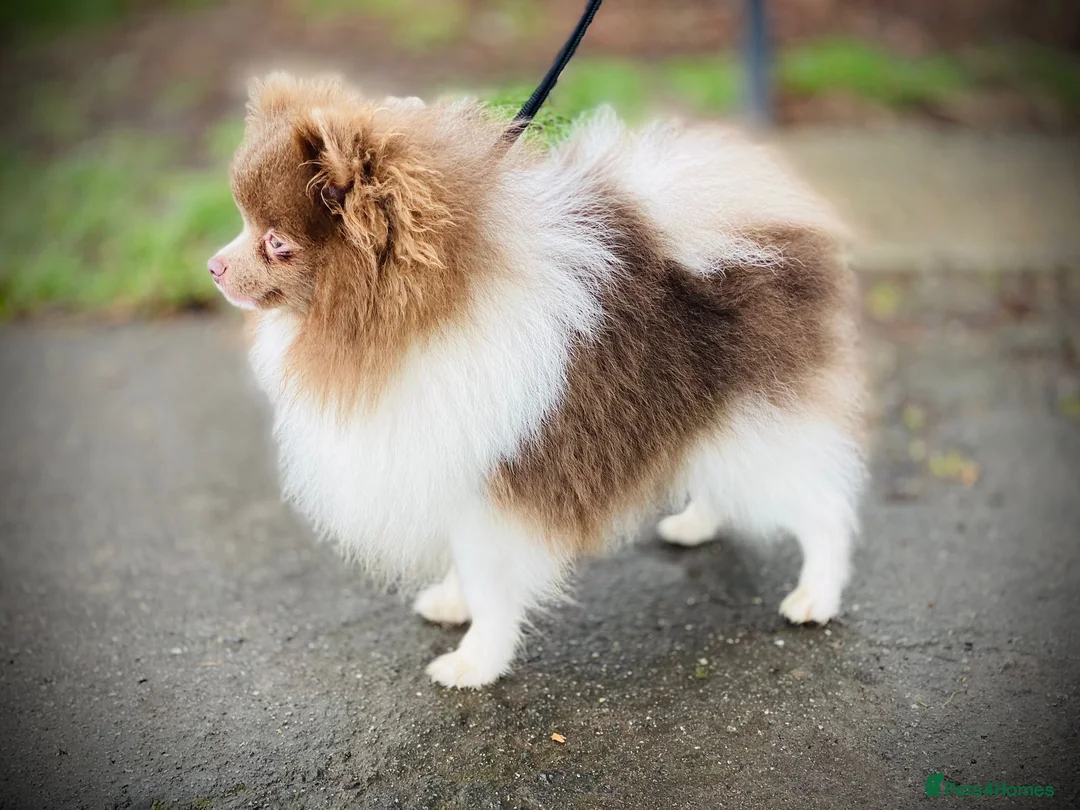 Pomeranian dogs for stud: Tiny Lilac Parti Carrying Tan points in Dartford - Advert 1