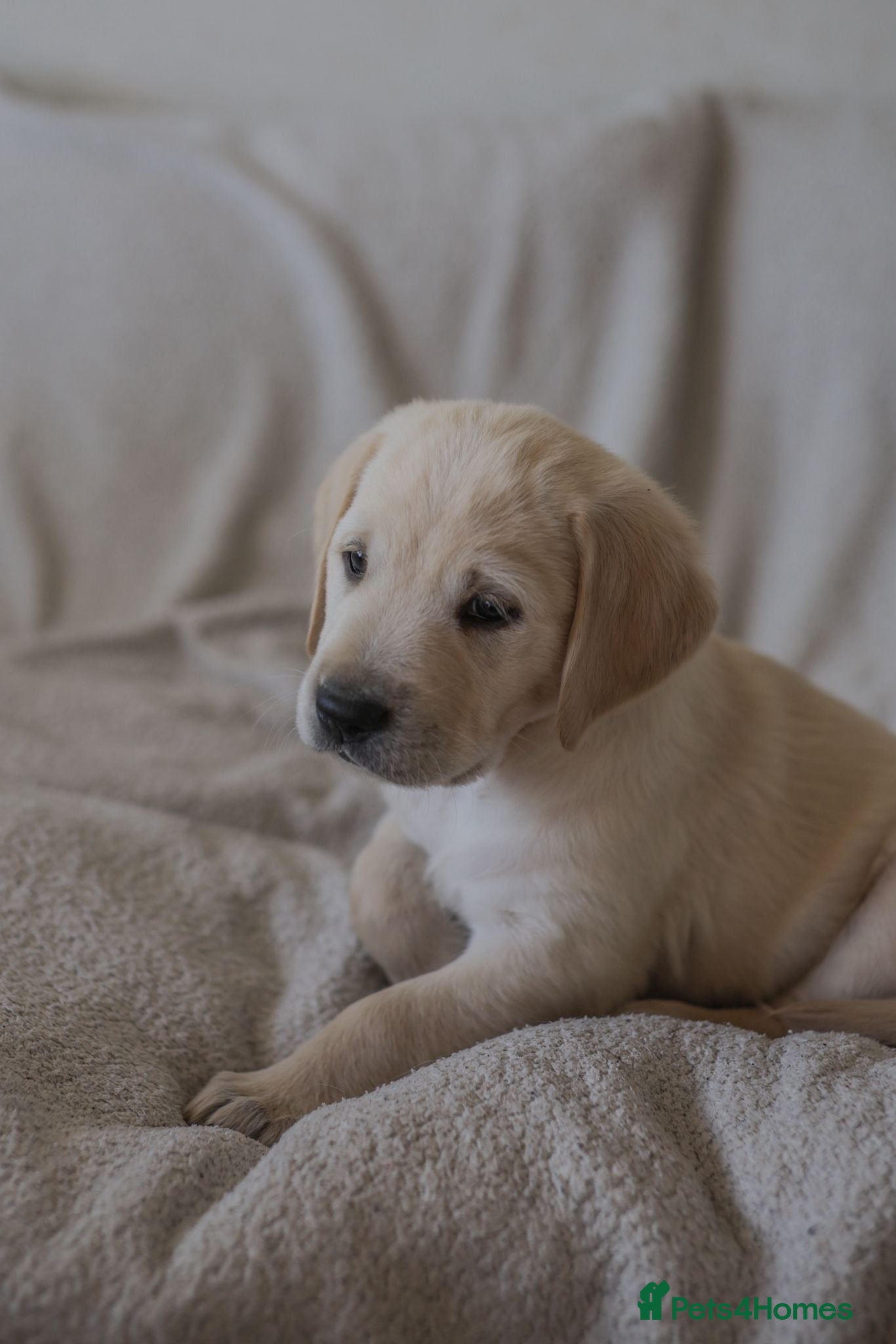 Golden Retriever dogs 6 week Golden Retriever/ Goldador Boys Only 2 Left - Advert 2