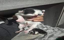 Mixed Breed cats for sale: Kittens - Advert 5