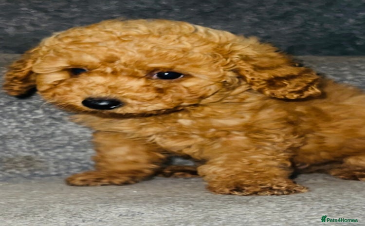 Miniature Poodle dogs - Advert 9