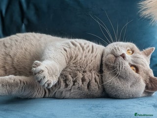 British Shorthair cats Limited time only.GCCF CHAMPION,TICA registered in Barnsley - Advert 6