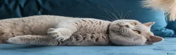 British Shorthair cats for stud: GCCF CHAMPION,TICA registered  in Barnsley - Advert 5