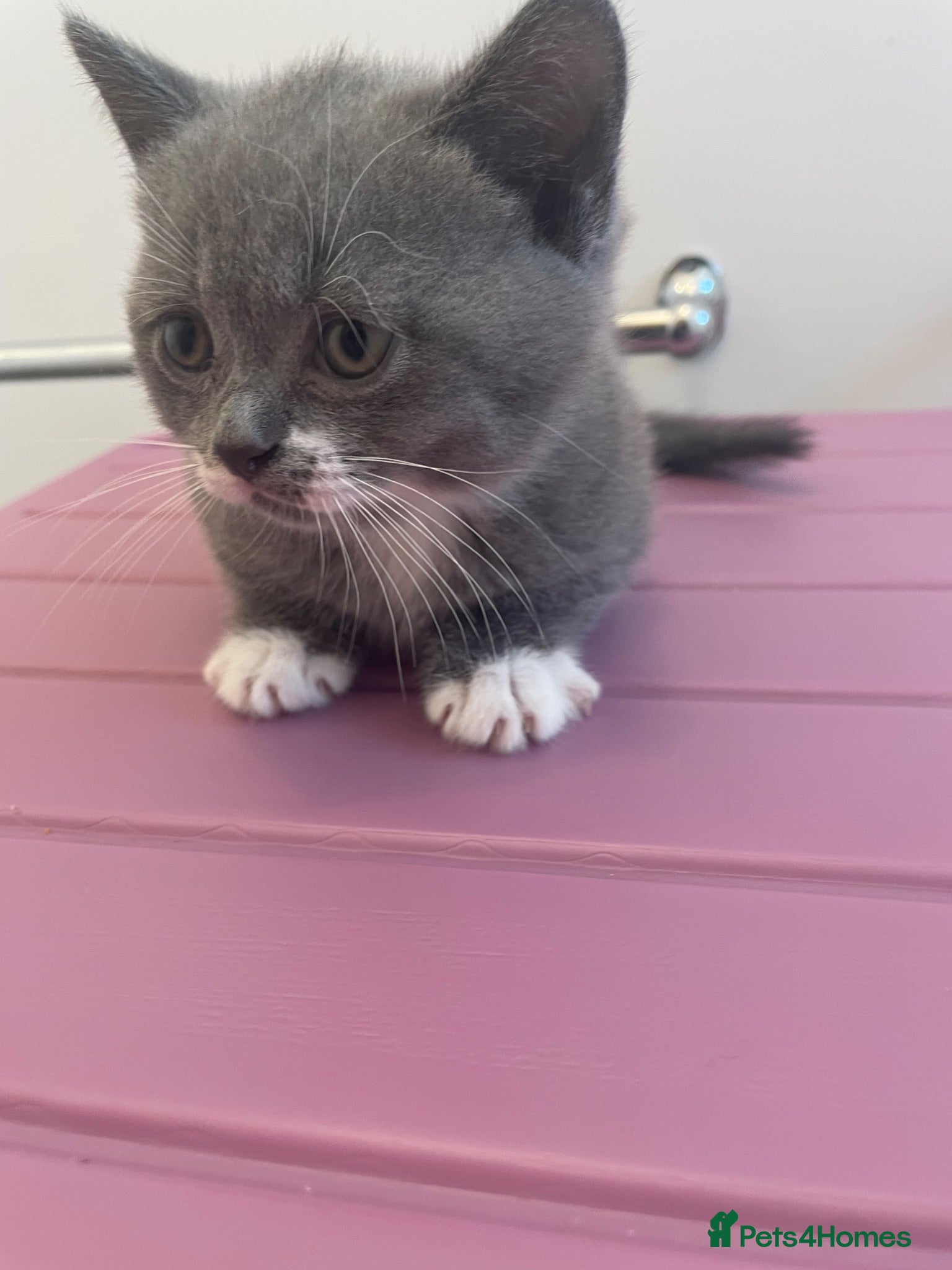 Scottish Fold cats Champion Line Scottish Fold X British short hair - Advert 14