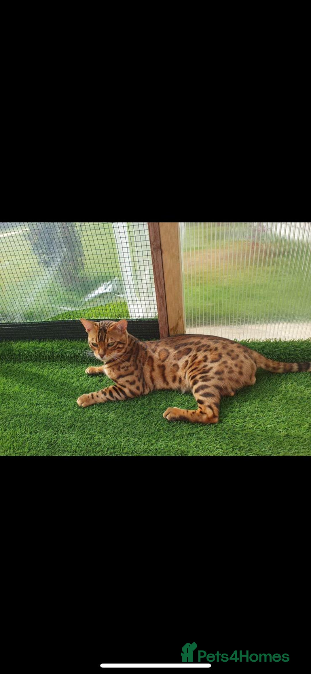 Bengal cats for sale: Gorgeous Bengal for Sale - Image 2