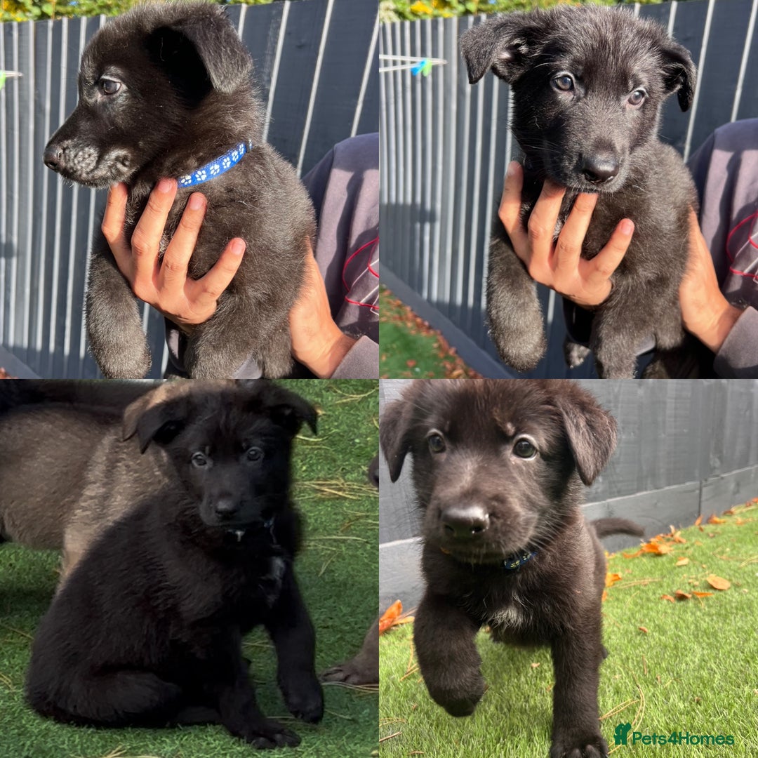 German Shepherd dogs for sale: German Shepherd Puppies, Ready to leave next week - Image 6