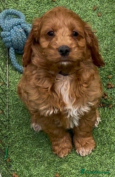 Cockapoo dogs for sale: READY NOW! RED F1 HEALTH-CHECKED TOY COCKAPOOS - Advert 7