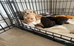 Cockapoo dogs for sale:  Cockapoo puppies  - Image 2