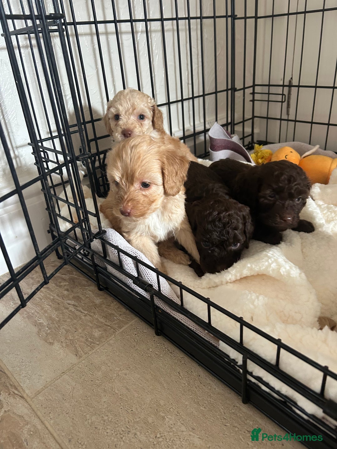 Cockapoo dogs for sale:  Cockapoo puppies  - Image 2