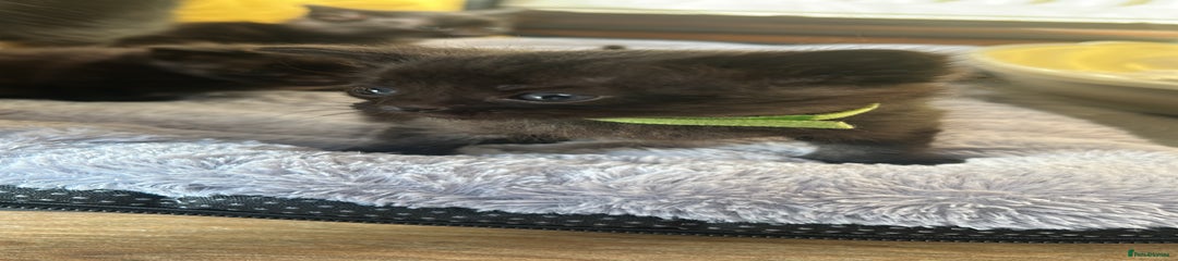 Long haired black female 