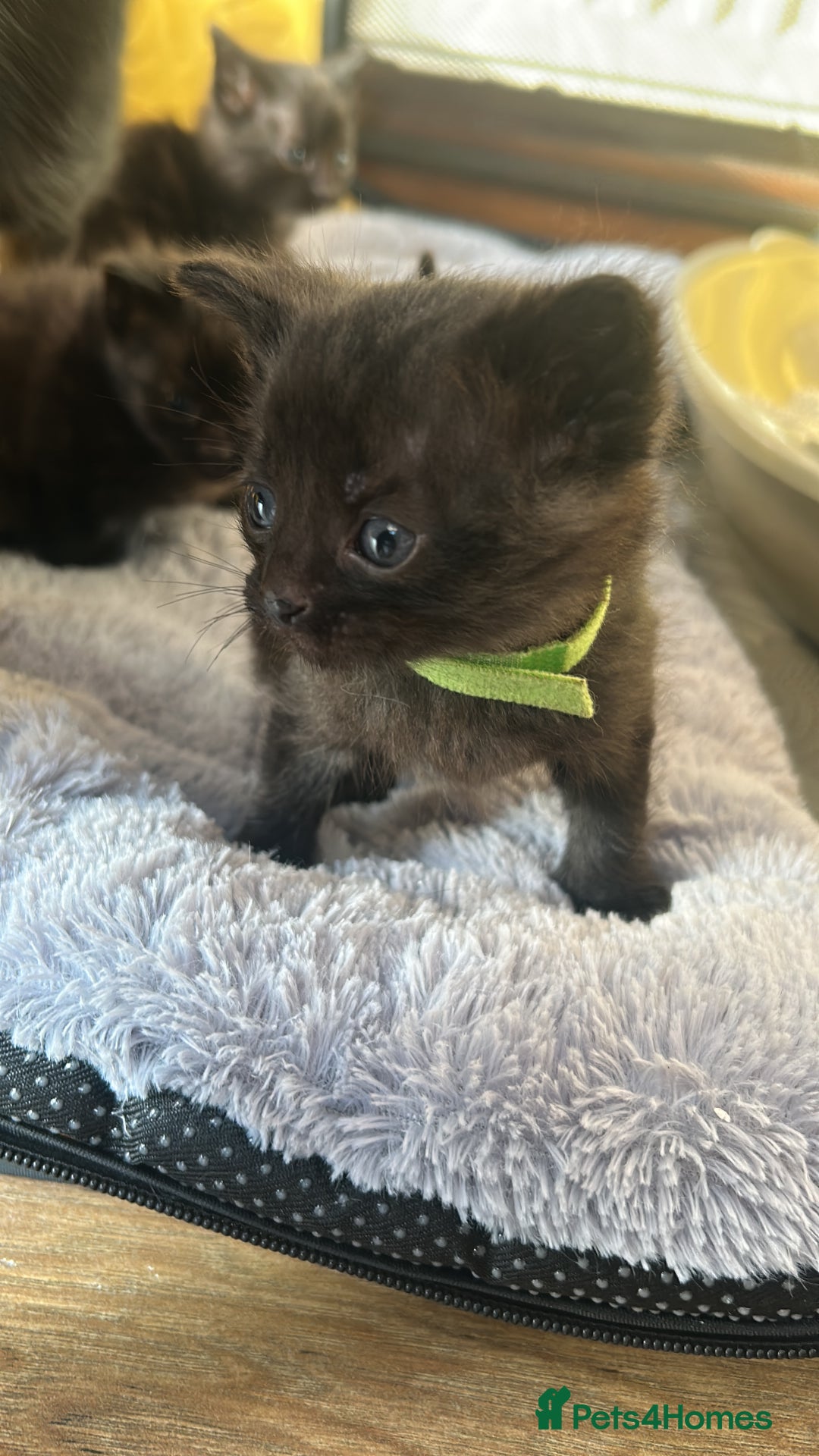 Domestic Shorthair cats for sale: Kittens for rehoming available on the 12th Dec - Advert 3