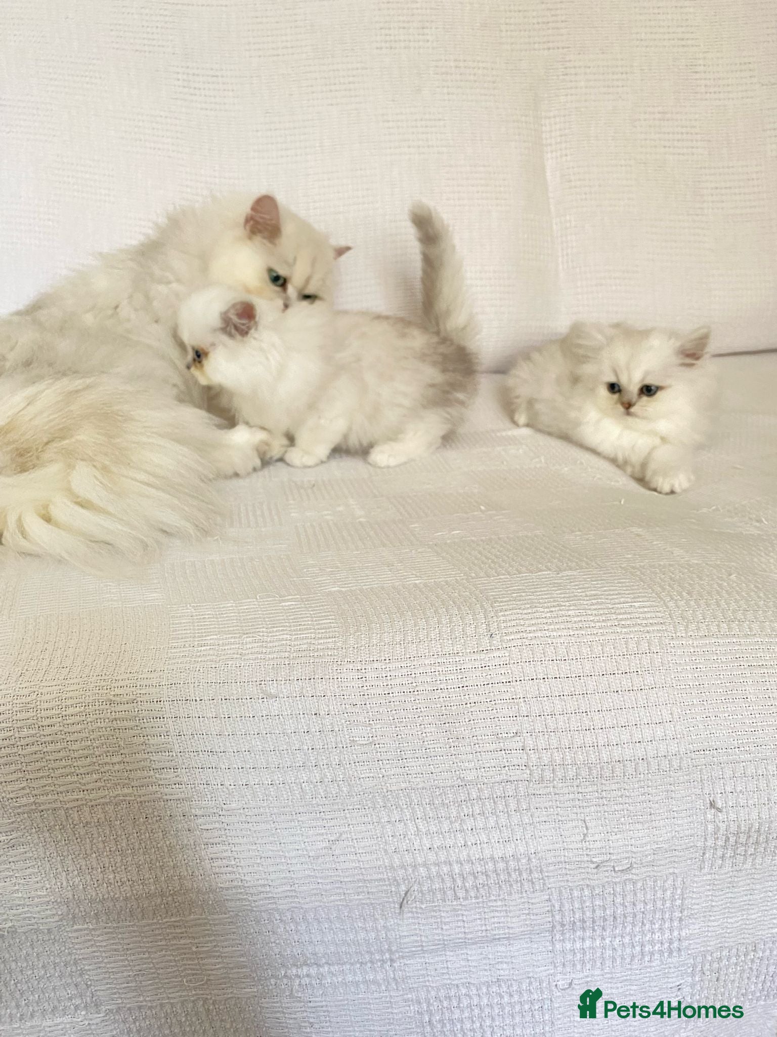 Persian cats Ready - persian chinchilla kittens - Advert 1
