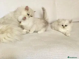 Persian cats Ready - persian chinchilla kittens - Advert 4