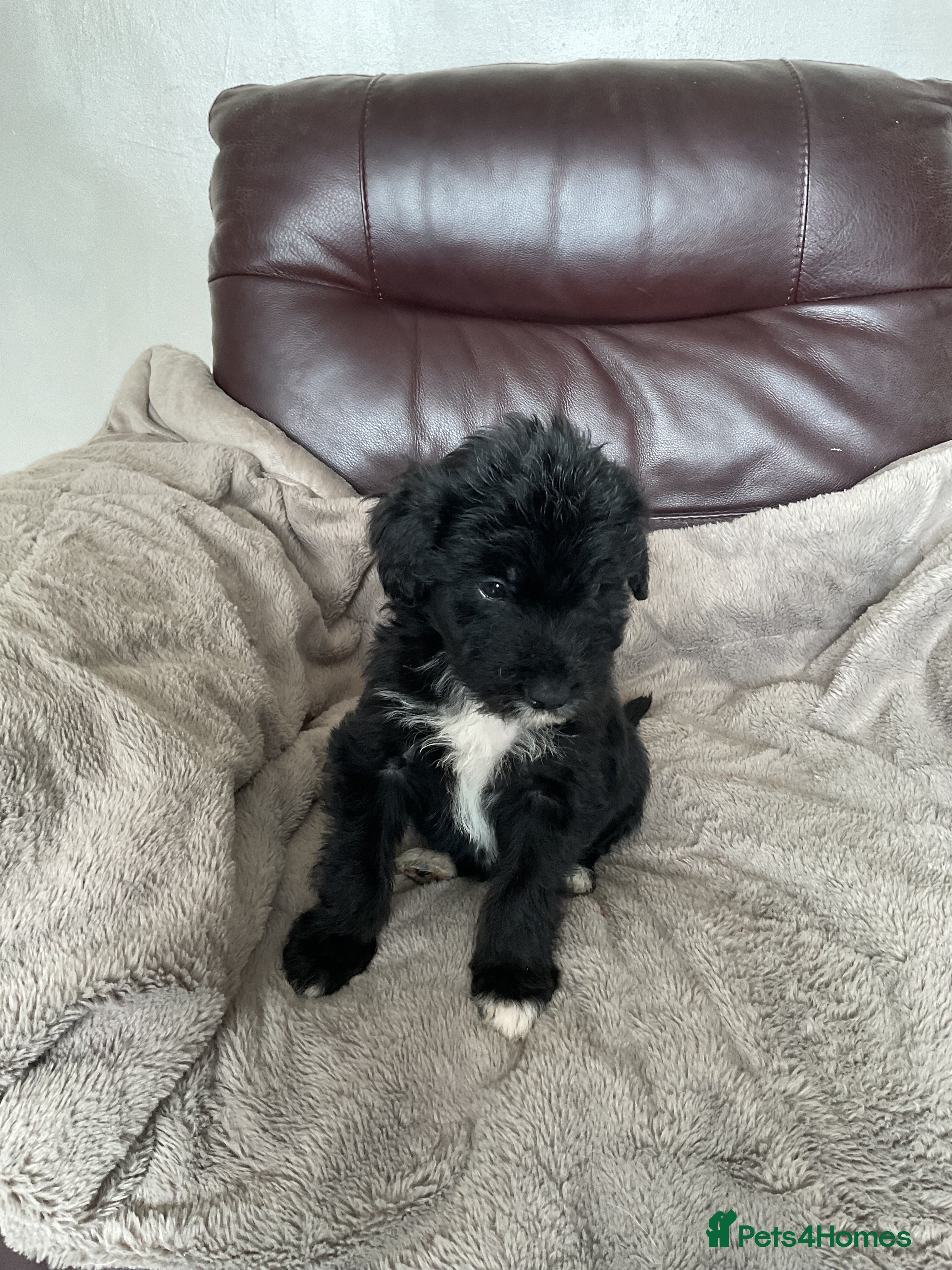 Mixed Breed dogs Cockerpoo x border collie puppies - Advert 6