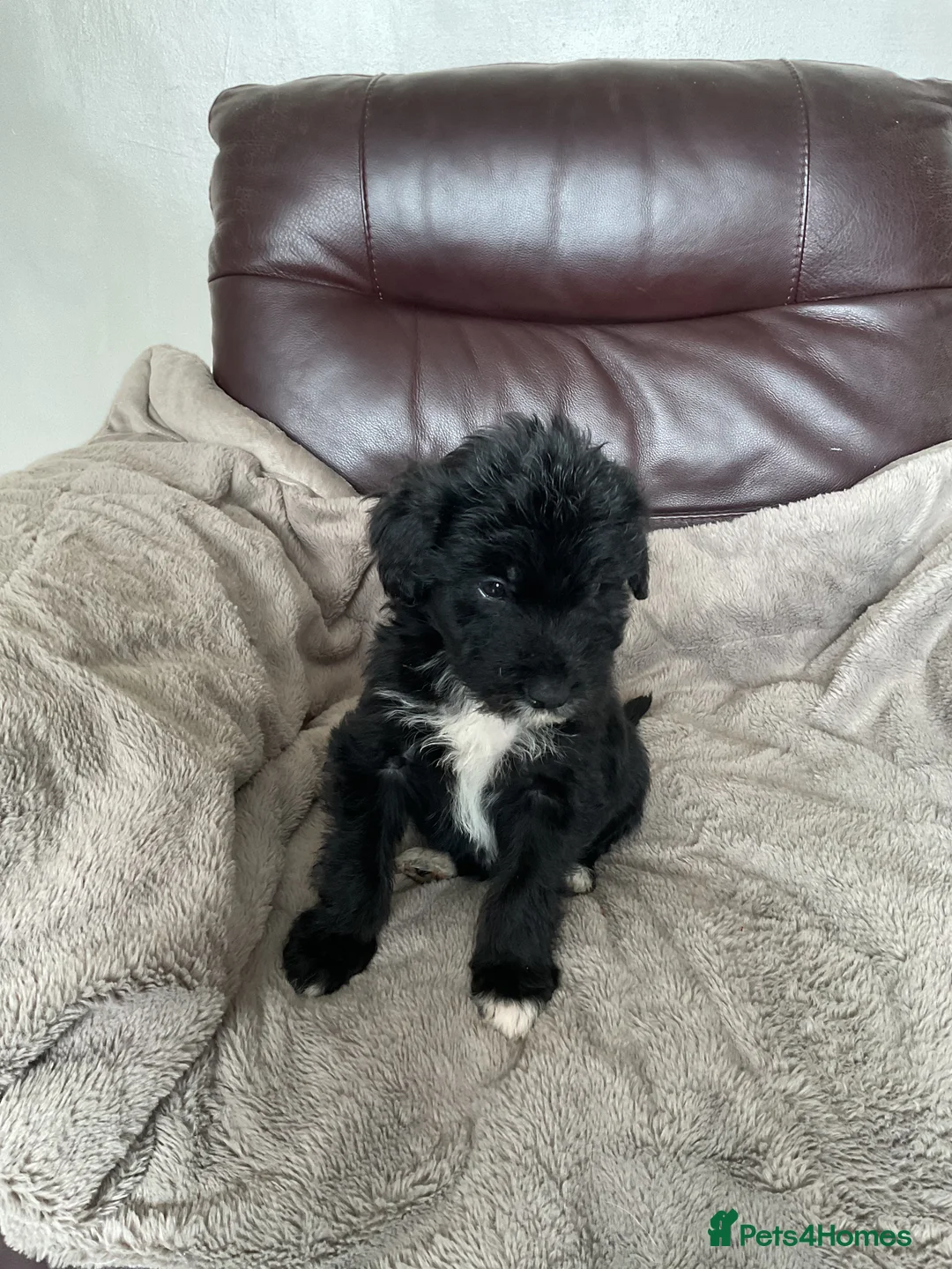 Mixed Breed dogs for sale: Cockerpoo x border collie puppies in Stoke-on-Trent - Advert 2