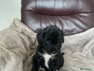 Mixed Breed dogs Cockerpoo x border collie puppies - Advert 6