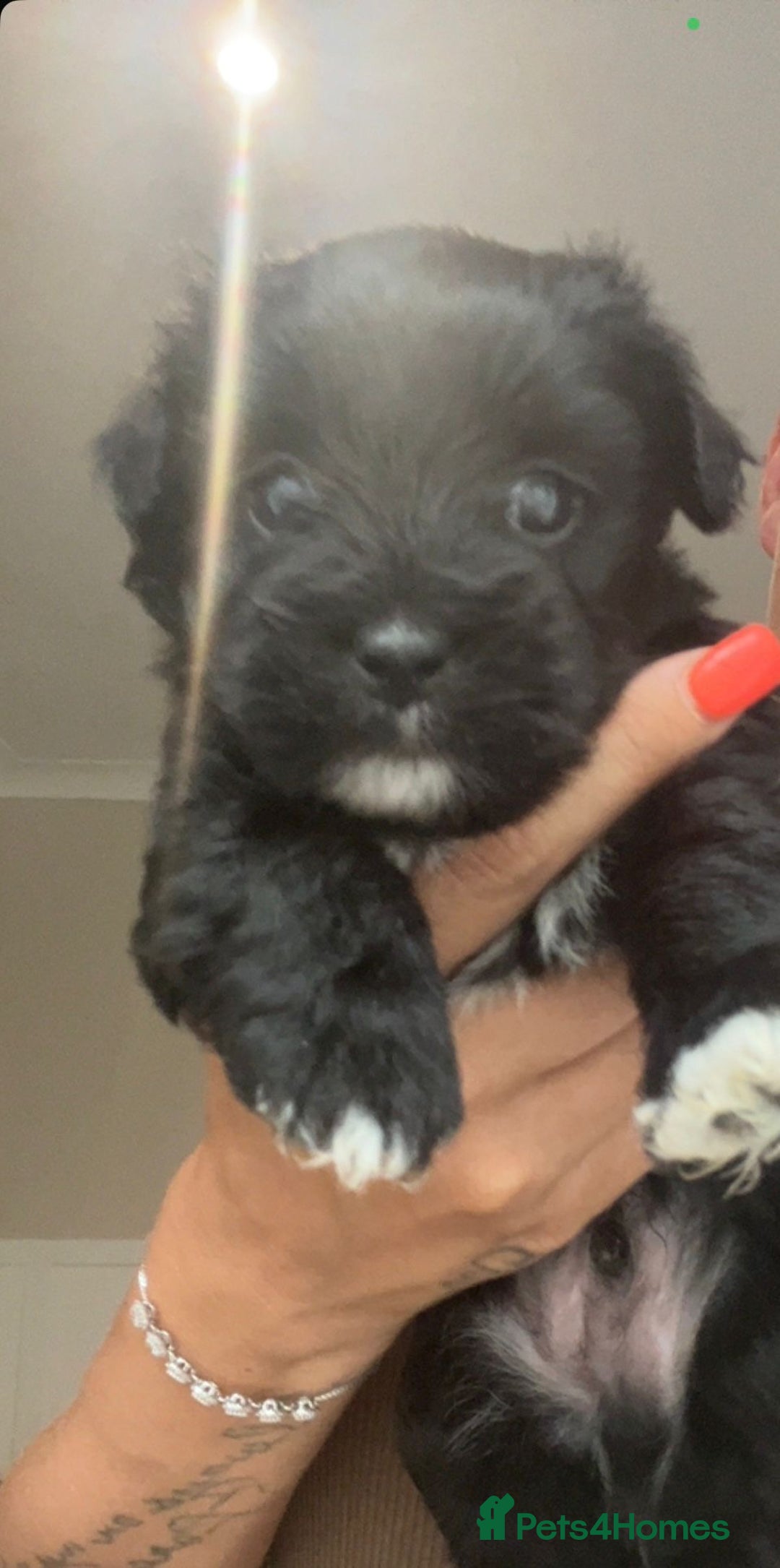 Mixed Breed dogs for sale: Pattapoo puppies  - Image 2