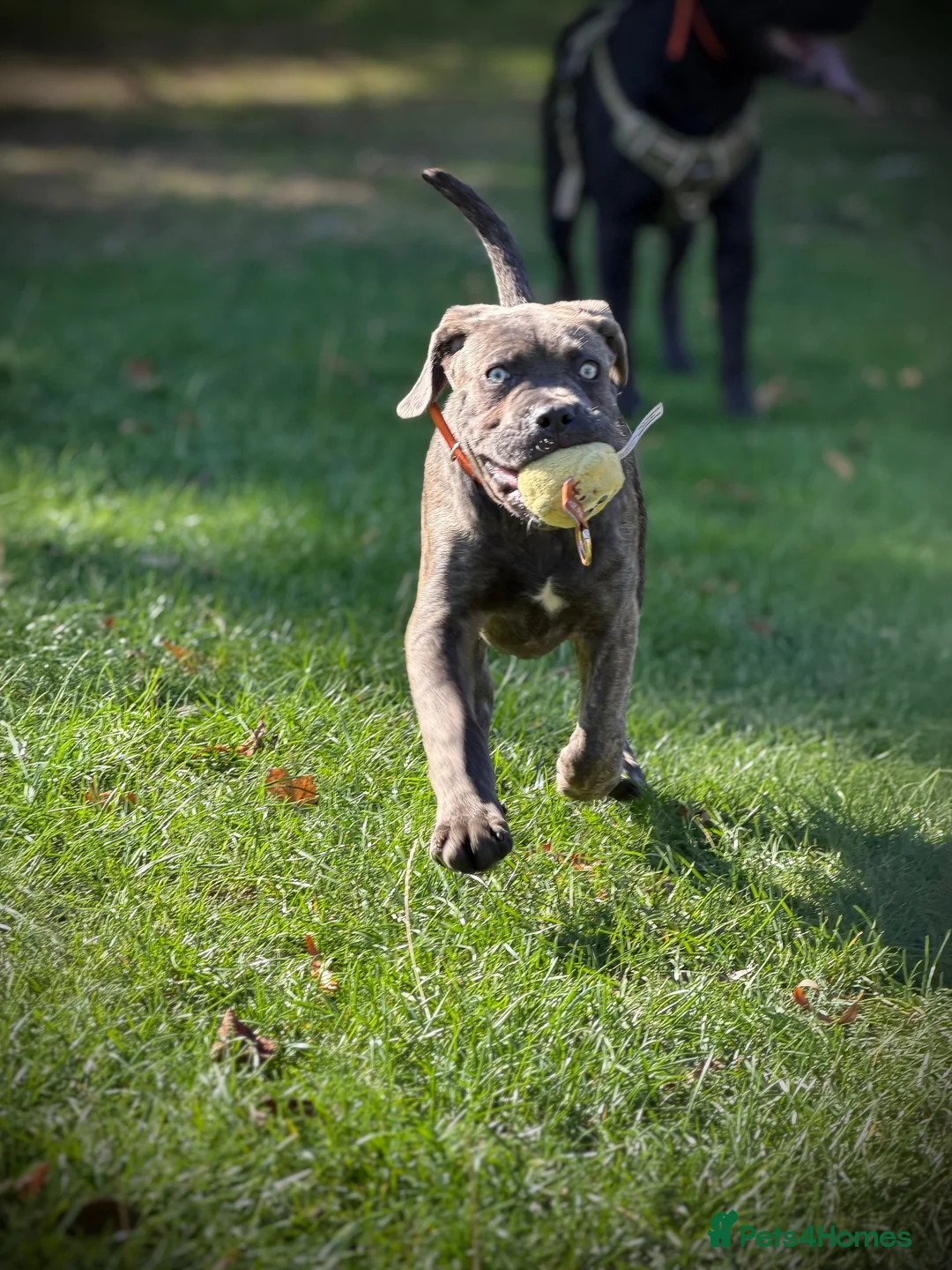 Cane Corso dogs for sale: IKC/FCI❤️Two beautiful Females❤️ in London - Advert 29