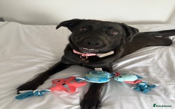 Mixed Breed dogs for sale: Urgent home needed for labrador cross puppy - Image 6
