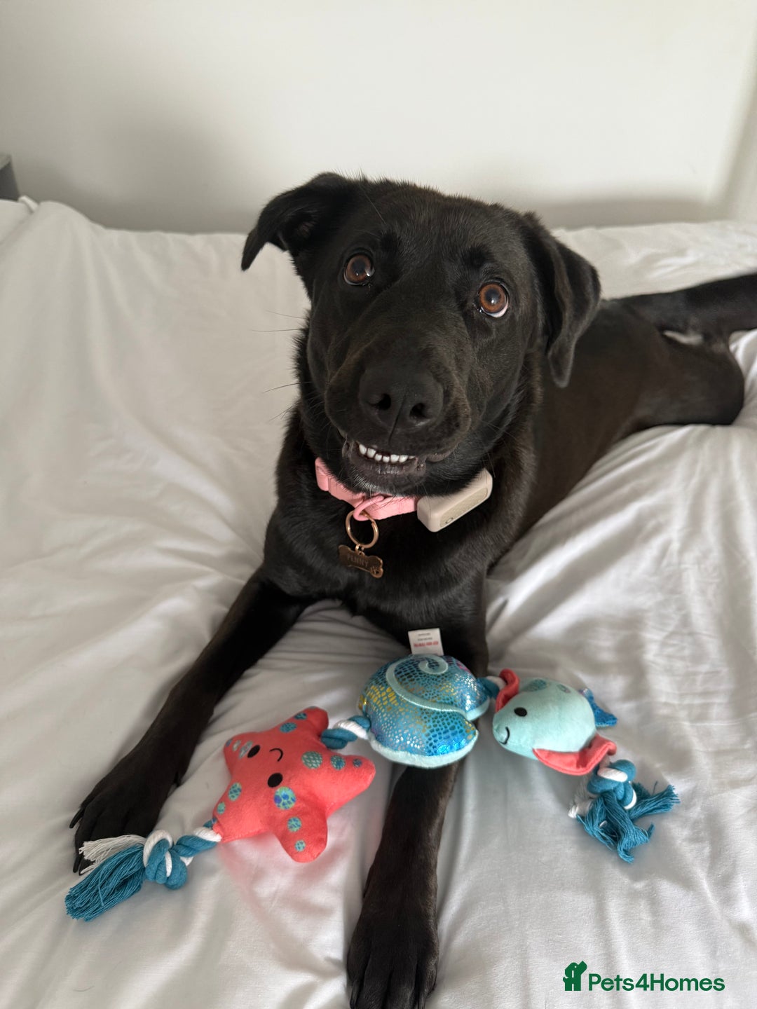 Mixed Breed dogs for sale: Urgent home needed for labrador cross puppy - Image 6